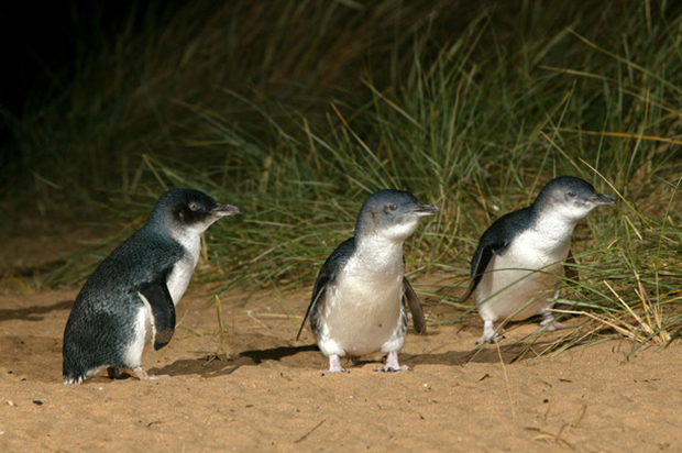 Penguin at Phillip Island